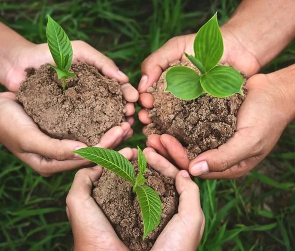 plant-seeds-1-qlz10v5xa8tomrx5xu5x15hauq53dj9rs702xqt568